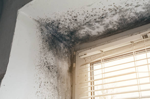 Affordable Black Mold Remediation solutions in Framingham, MA
