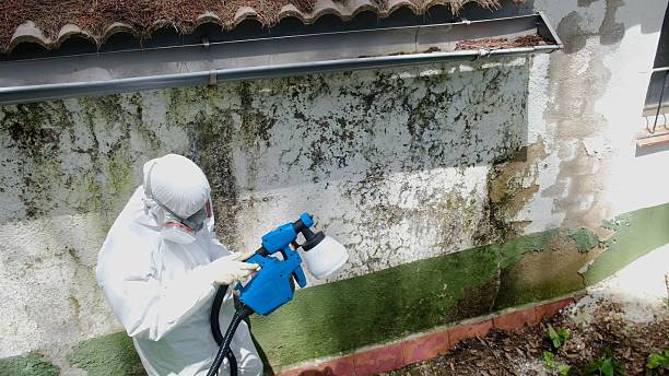 Top rated local Black Mold Remediation specialists in Framingham, MA
